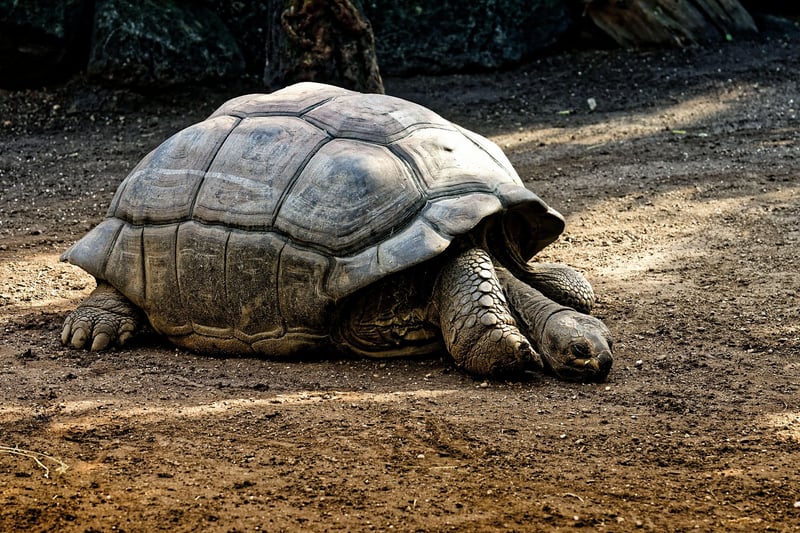 Galapagos Islands