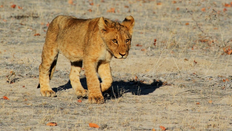 African Safari