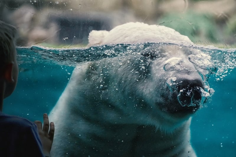 Arctic Wildlife